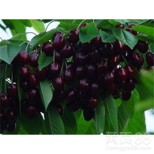 一颗种子，一个生命