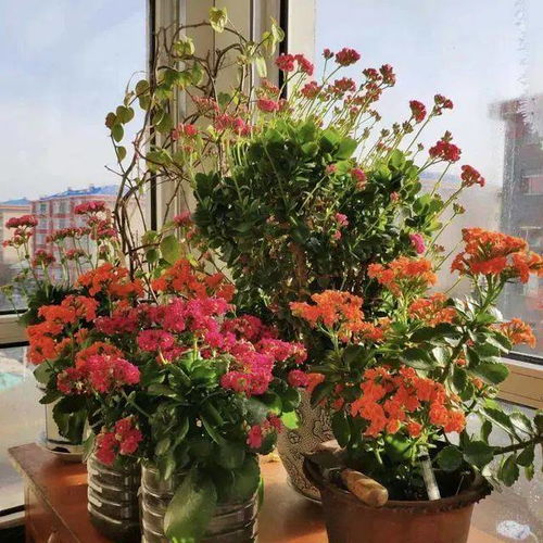 长寿花不开花怎么办？这样养护