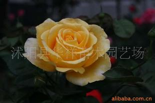 株型紧凑，生长状况良好