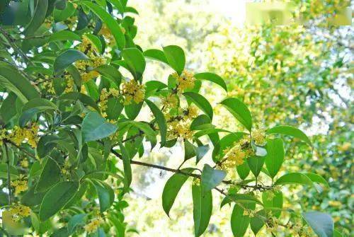 根据生长阶段， 适时施肥