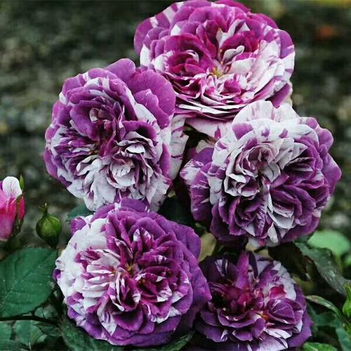 月季花的魔力，真的嫩让房间飘香吗？