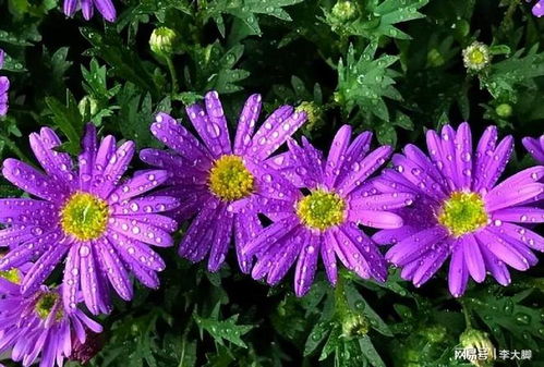 北方庭院秋日美景，选对花卉是关键嗯！