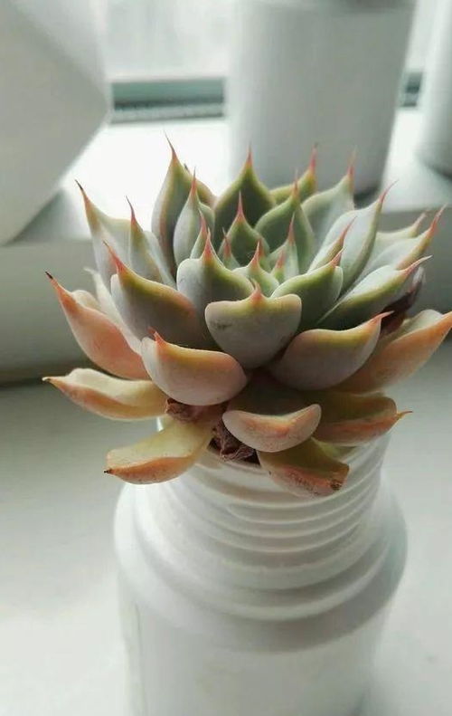 水培紫竹为何不活？根系环境是否适宜
