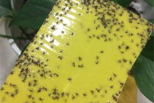 甘蔗害虫：防治效果良好