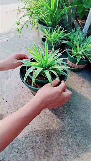 吊兰换盆的最佳时间是什么时候？有哪些方法能让吊兰在换盆后焕发光彩