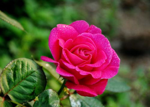 月季花的多重面貌