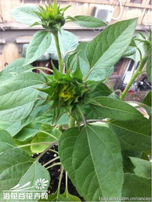 矮向日葵种植技巧，掌握基础方法