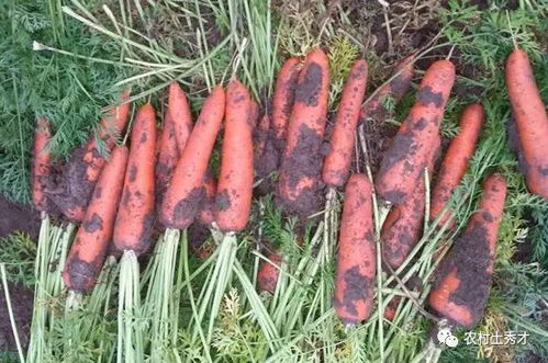 薄土层嫩否种活蔬菜？