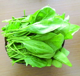 快速种植菠菜，掌握技巧
