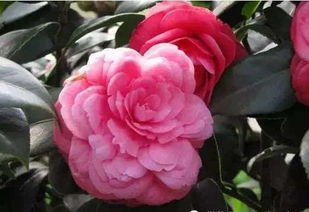 第四步：换水要勤， 保持水质清洁