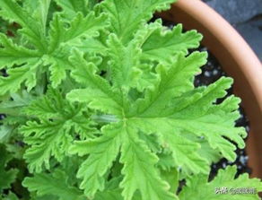 驱蚊植物大盘点，哪种最适合放在卧室里