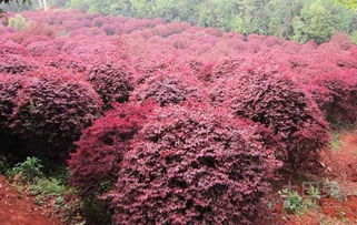 红花继木种植技术