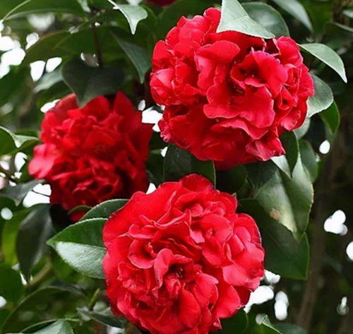 这个时候， 化学养分救不了场