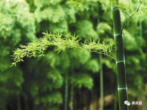 冬天北方庭院种植竹子需要注意哪些养护措施