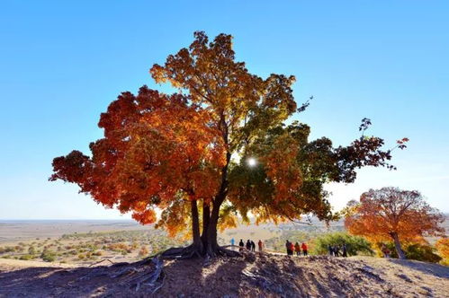 冬天五角枫树叶子掉的真相，你懂了吗？