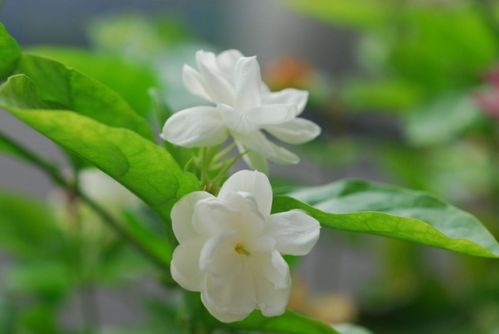 茉莉花凋谢后如何精细修剪才能促进二次开花