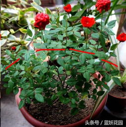 月季花：剪后怎么玩，花期多延长40天？