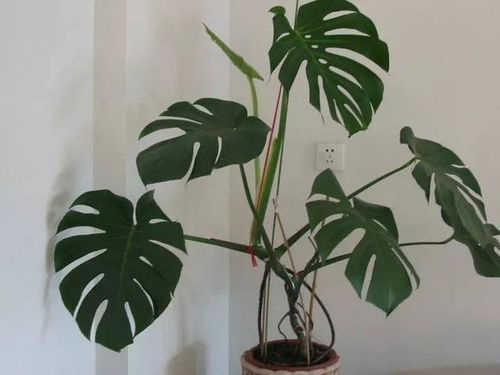 龟背竹：夜间氧吧， 甲醛克星