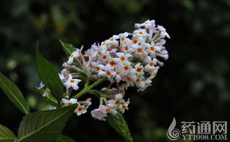 如何区分香花槐的真伪？