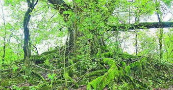 探寻地球农业史：二十种古树植物揭秘