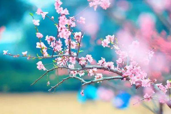 春季的哪个时候开花呢？