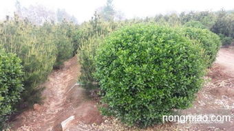 金边黄杨与金叶女贞的优势对比