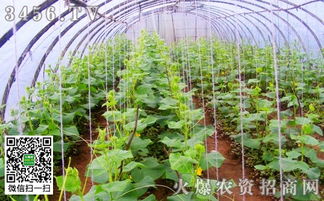 大蒜、秋黄瓜、菜豆高效套种模式，提高土地利用率
