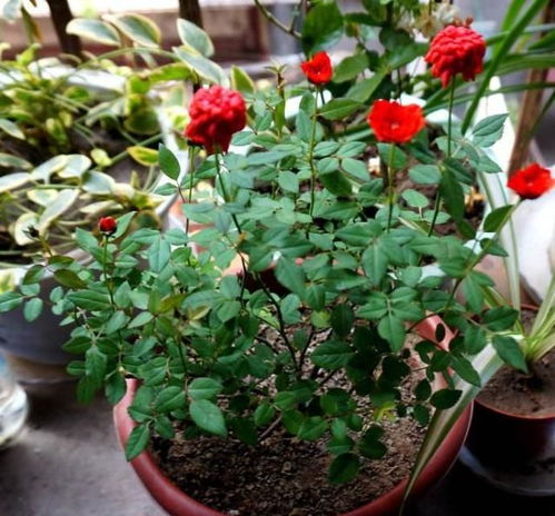 盆栽梅花用浅盆，为何枝繁叶茂却不见根深