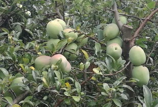 惯与木瓜泡水的一些常见问题