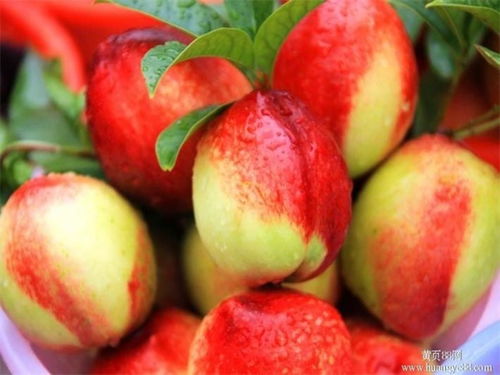 油桃保鲜秘诀：花卉储藏技术大揭秘！