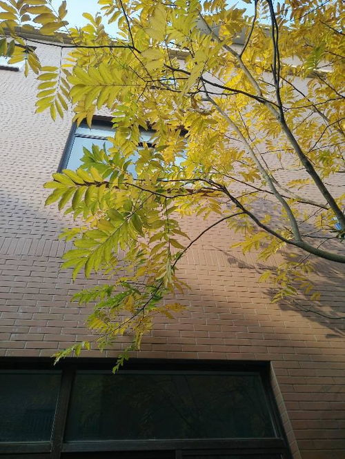 松树的进化与适应