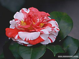 品种，茶花价格的灵魂