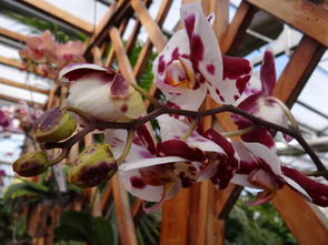 花乡花卉大观园里有哪些罕见的植物品种嗯？