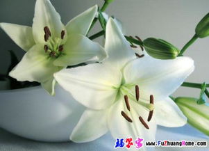 寻百合花种子浇水教程，视频里的秘密大揭秘！