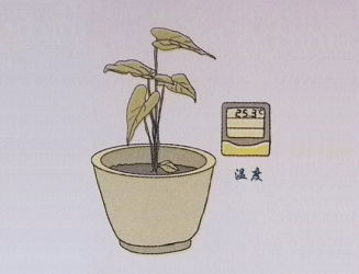 植物生长温度是多少度？植物生长的最适温度是多少度