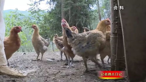 山东济宁马庙镇以鹌鹑养殖为核心，形成完整的产业链条