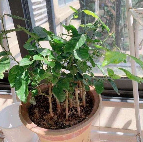 修修剪剪，不Neng停