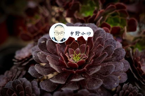 多肉欧紫如何进行科学养殖和种植，有哪些具体的技巧和注意事项