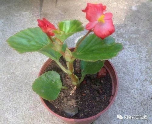 凤仙花插杆时如何选择合适的杆子？凤仙扦插养殖有哪些具体步骤和注意事项