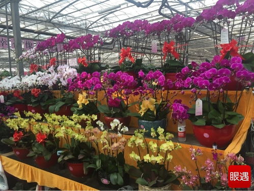 陈寨花卉市场， 郑州的著名花卉交易场所