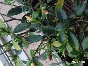 栀子花苞蔫了是缺水还是病虫害