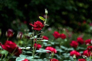 玫瑰：爱情的象征