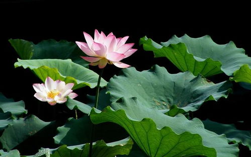 黄金莲花象征着神圣与纯洁，是纯洁无瑕的象征