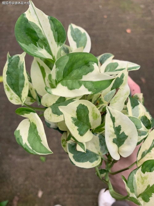 家里光线不好，养花也有招