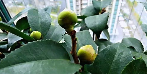 施肥量，适量就好