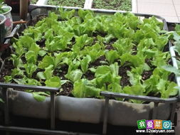 万年青：生机勃勃，让阳台充满活力