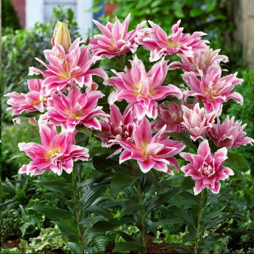 百合花种植全攻略：掌握生长周期，打造家庭花园