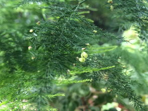 松树的绿色奥秘