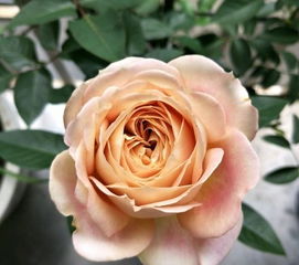 甜蜜马车，美丽而神秘