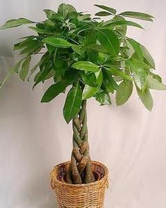 发财树:美美的叶子, 美美的寓意